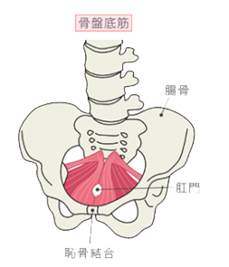 骨盤底筋